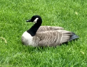 Canada Goose Two May 3 2019.jpg