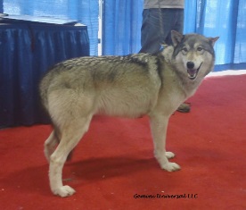 Wolf by Wolf Visions at 2016 Super Pet Expo.JPG