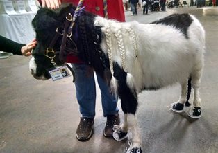 Duncan Therapy mini horse 2015.jpg