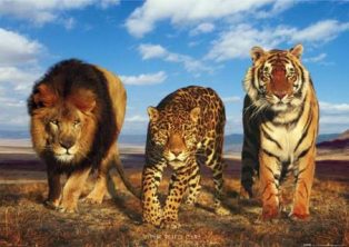 lion-leopard-tiger-wild-big-cats-poster.jpg
