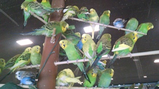 Parakeet_Encounty.jpg