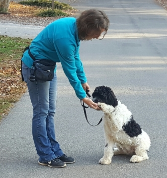 Gracie in Service Dog Training giving her Paw.jpg