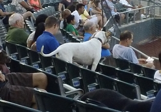 five_dog_in_stands.JPG
