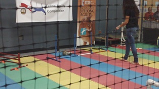 Feline Agility Garden State Cat Show.JPG