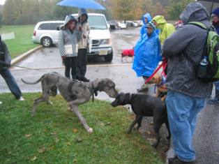 Dogs_making_friends_at_Reg.JPG