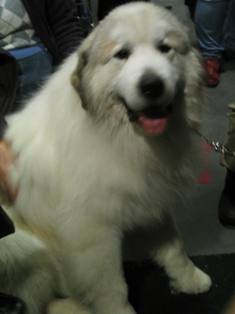 2012_feb_14_wkc_dog_show0040_r1.jpg