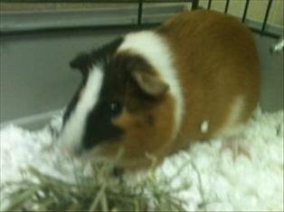 Poppy_Guinea_Pig_St_Huberts.jpg