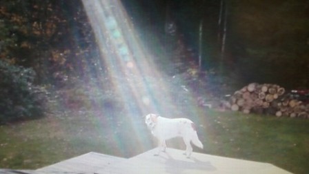 Hero_Dog_with_Sunbeam.jpg