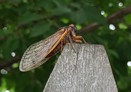 Brood X Cicada June 2021 Princeton.png