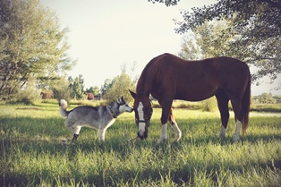 Antoine w Horse Friend.jpg