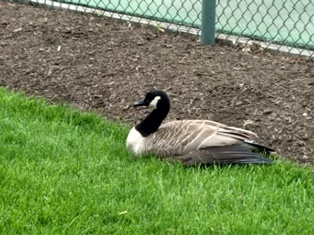 Canada Goose One May 3 2019.jpg