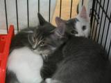 Kitties_one_2011_Feral_Cat_Fun_Day0058.JPG