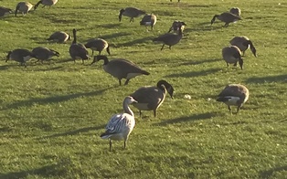 Leucistic Canada Goose Four in Gaggle.jpg