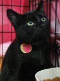 Kitties_two2011_Feral_Cat_Fun_Day0060.JPG