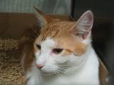 Kitties_three_2011_Feral_Cat_Fun_Day0059.JPG