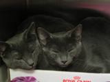 Kitties_five_2011_Feral_Cat_Fun_Day0063.JPG