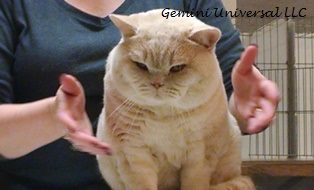 British Shorthair.jpg