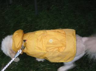 Doggies_Raincoat.JPG