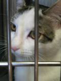 Kitty_seven_2011_Feral_Cat_Fun_Day0065.JPG