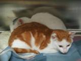 Kitties_seven_2011_Feral_Cat_Fun_Day0064.JPG