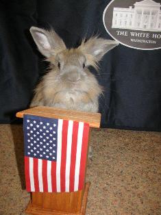 Voting_Bunny.jpg