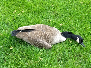 Canada Goose Three May 3 2019.jpg