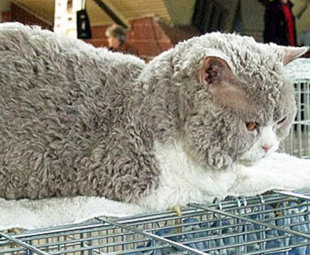 Poodle_Cat.jpg