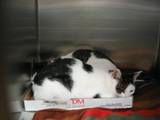 Kitties_six_2011_Feral_Cat_Fun_Day0062.JPG