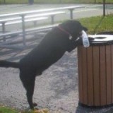 Max_the_Pooch_Recycles.jpeg