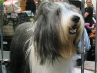 2012_Feb_14_WKC_Dog_Show0035.JPG