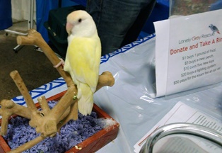 Susan at Lonely Grey Bird Rescue.jpg