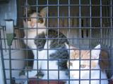 Kitties_one_2011_Feral_Cat_Fun_Day0024.JPG