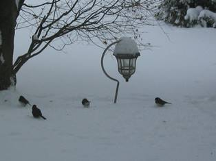 Birds_Hercules_Snow.JPG