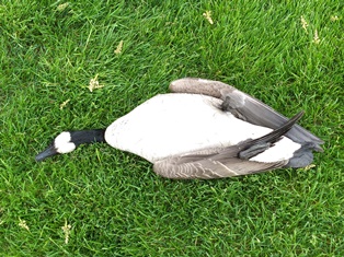 Canada Goose Four May 3 2019.jpg