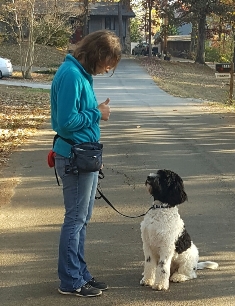 Cropped Gracie service dog training Nov 2016.jpg