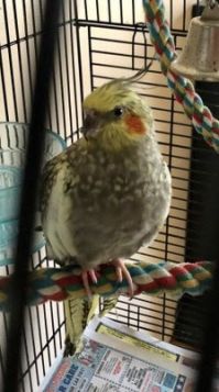 Cockatiel named Tequila Cockatiel Tequila.jpg