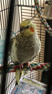 Cockatiel Tequila.jpg