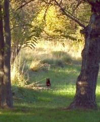 Feral_Cat_Cropped_One.jpg