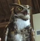 Great Horned Owl June 2018.jpg