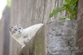 Looking-Up-Cat_Feral_Jason_Putsche_Photography.jpg