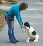 Gracie in Service Dog Training