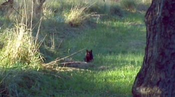 Feral_Cat_crouching.jpg