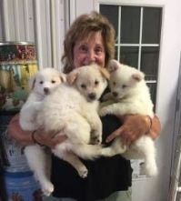 Lorraine Zdeb and Foster Puppies.jpg