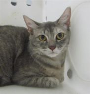 Adoptable Cat Spice Houston SPCA Sept 2017.jpg