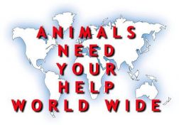 Animals_need_your_help_worldwide.jpg