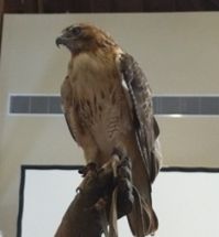 Hawk cropped.jpg