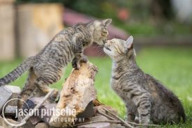 Mom-and-Kitten_ferals_Jason_Putsche_Photography.jpg