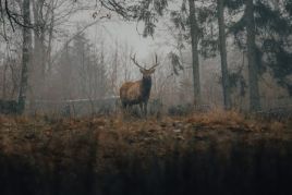 Deer Forest Pexels.jpg