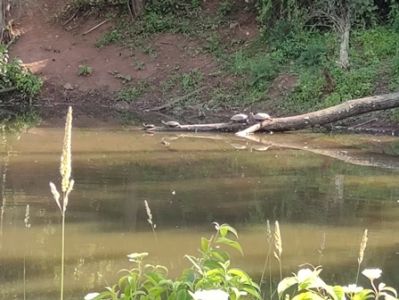 Turtles Sunning at Creek June 2021.jpg