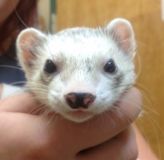 Ferret.JPG